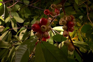 Elma suyu, ağaç üzerindeki Syzygium akvaryumu, gül elması ya da sulu gül elması olarak bilinir..