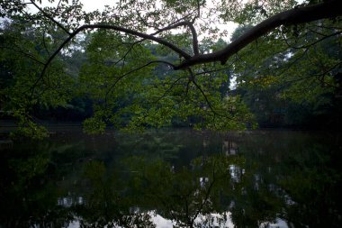Ficus nota ağacına yakın gölün yüzeyinde bir incir ağacı türü ve Endonezya Yogyakarta 'daki yansıması..