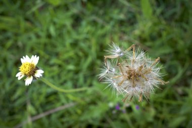 Meksika papatyası (Tridax procumbens L.), çayırdaki küçük sarı çiçekler, seçilmiş odak noktası..