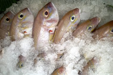 Süpermarkette buzda taze altın iplik Bream (Nemipterus virgatus) balığı.