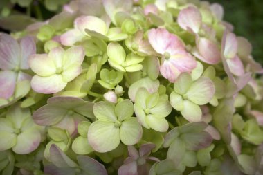 Yeşil kocayaprak ortancaya (Hydrangea makrophylla) çiçek, Hortensia veya Bunga Bokor.