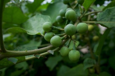 Geleneksel Sundan çiğ salataları Leunca Solanum nigrum yeşil meyveler.