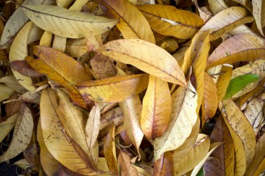 Beyaz Manolya Champaca veya Michelia Champaca yerde kuru yapraklar.