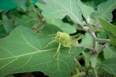 Hoş yeşil bir çekirge, bulanık arkaplanı olan Oxya çingenesi..