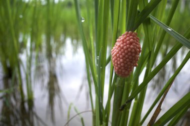 Pirinç tarlası salyangoz yumurtaları, Pila ampullacea veya genç pirinç bitkilerinde elma salyangozu..