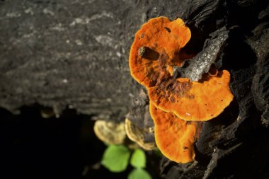 Pycnoporus cinnabarinus portakal mantarı, ölü bir ağaç gövdesinde yetişiyor..