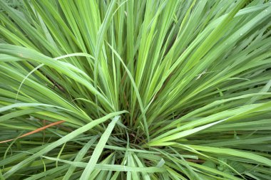 Sereh, yeşil limon otu bitkileri veya tarlalarda Cymbopogon sitratus.