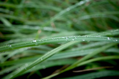 Sereh, yeşil limon yeşili yapraklar su sıçraması ya da Cymbopogon sitratus tarlalarında.