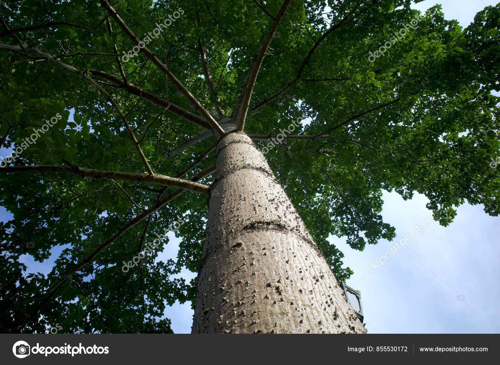 Ceiba pentandra images libres de droit, photos de Ceiba pentandra |  DepositPhotos, image size:1600x1167