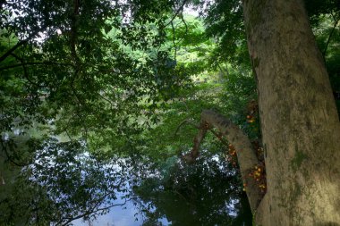 Ficus not a fruit on his tree, a kind of incir tree found in Yogyakarta, Endonezya.