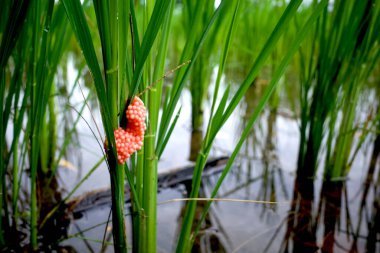 Pirinç tarlası salyangoz yumurtaları, Pila ampullacea veya genç pirinç bitkilerinde elma salyangozu..