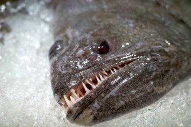 Düz balıkların keskin dişlerini kapat, Pseudorhombus argus..