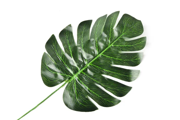 Vista Superior Folha Verde Planta Monstera Isolada Fundo Branco — Fotografia de Stock