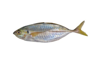 Rastrelliger Kanagurta olarak adlandırılan taze çiğ balık ya da beyaz arka planda izole edilmiş uskumru balığı.