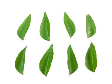 Köri yaprakları beyaz arkaplanda yalıtılmış