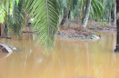 Suyun donuk rengi, toprak ve çökeltilerle dolu olduğunu gösteriyor..