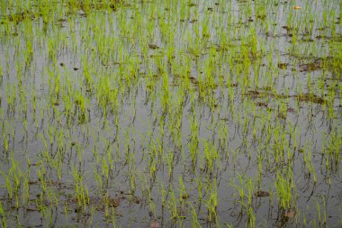 Su altında kalan çeltik tarlasında yetişen taze pirinç tohumları.