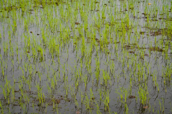 Su altında kalan çeltik tarlasında yetişen taze pirinç tohumları.