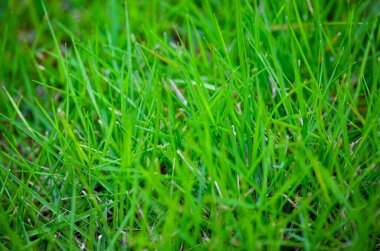 Yaz Doğa ve Eko Kavramları için yemyeşil çimen dokusu Arkaplanı
