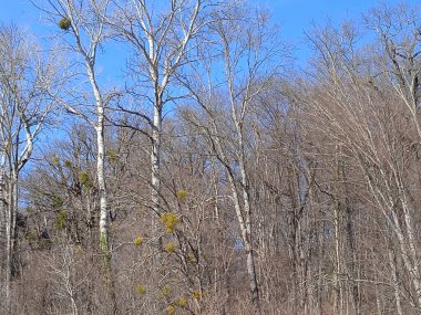 Psheha Nehri bölgesinde doğa