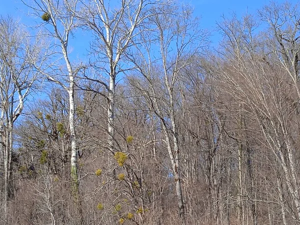 Psheha Nehri bölgesinde doğa