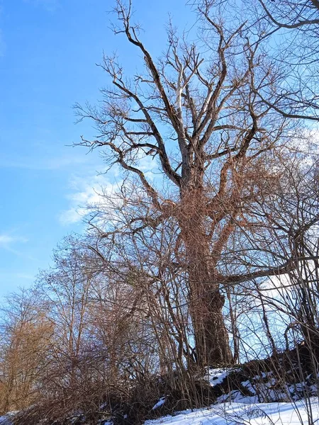 Psheha Nehri bölgesinde doğa