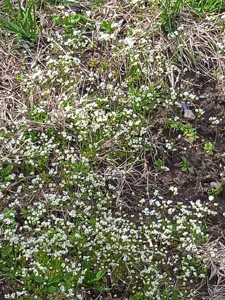 Baharın sonlarında Kuban 'da, nisan ayında çiçek açan bahçeler.