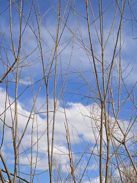 Baharın sonlarında Kuban 'da, nisan ayında çiçek açan bahçeler.