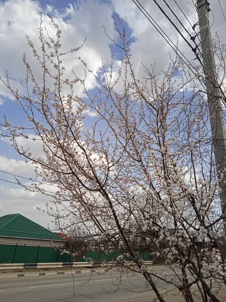 Baharın sonlarında Kuban 'da, nisan ayında çiçek açan bahçeler.
