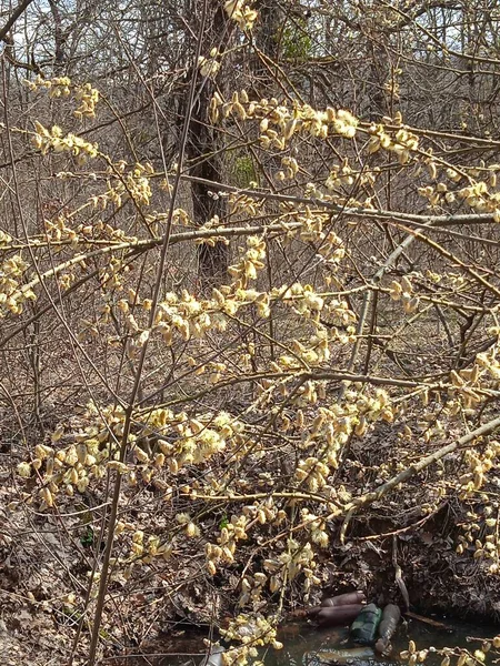 Baharın sonlarında Kuban 'da, nisan ayında çiçek açan bahçeler.
