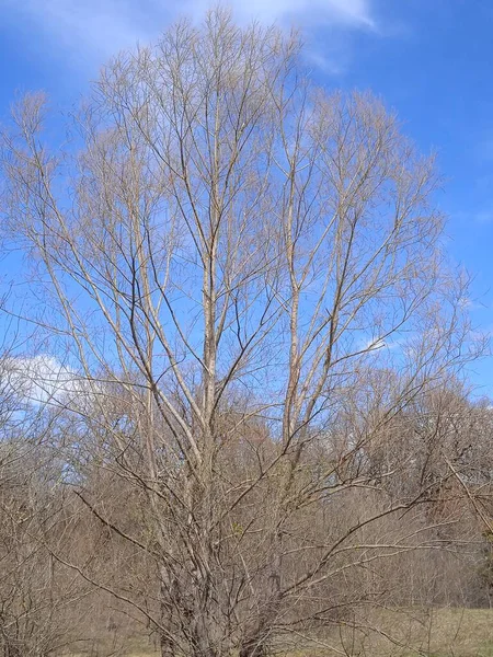 Baharın sonlarında Kuban 'da, nisan ayında çiçek açan bahçeler.