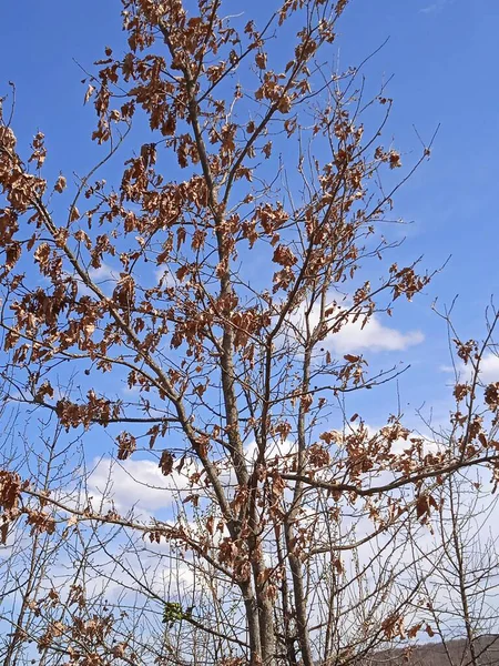 Baharın sonlarında Kuban 'da, nisan ayında çiçek açan bahçeler.