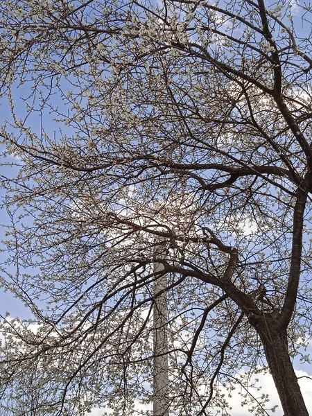 Baharın sonlarında Kuban 'da, nisan ayında çiçek açan bahçeler.
