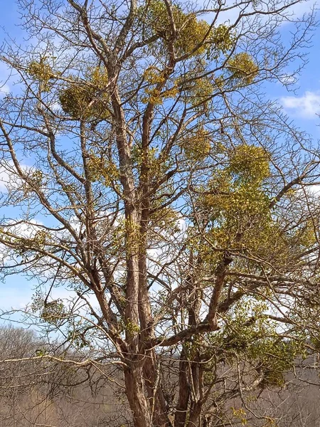 Baharın sonlarında Kuban 'da, nisan ayında çiçek açan bahçeler.