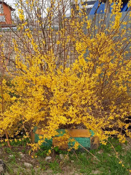 Baharın sonlarında Kuban 'da, nisan ayında çiçek açan bahçeler.