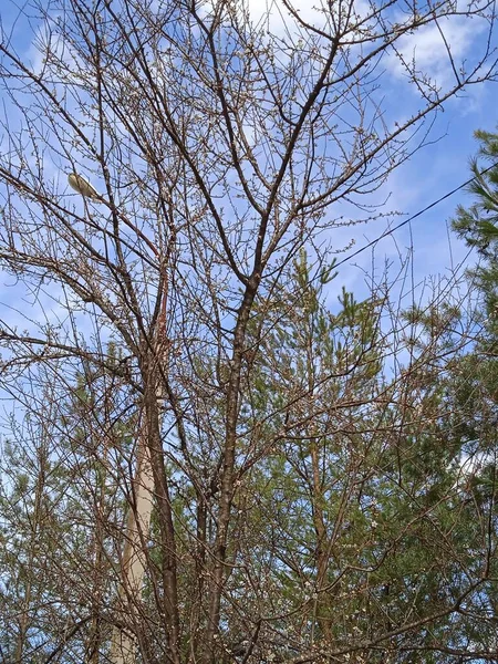 Baharın sonlarında Kuban 'da, nisan ayında çiçek açan bahçeler.