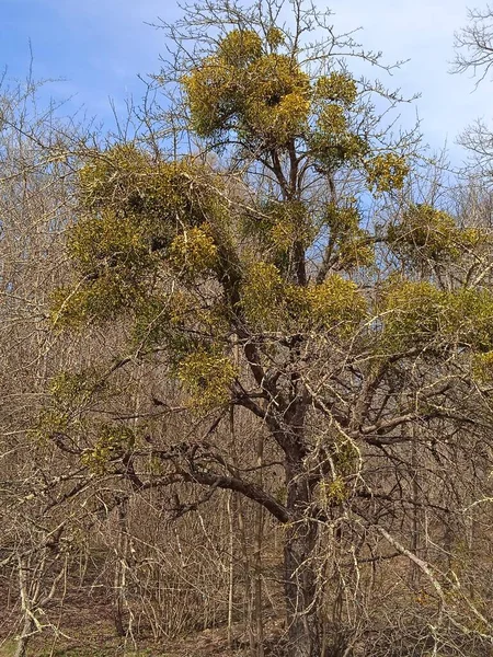 Baharın sonlarında Kuban 'da, nisan ayında çiçek açan bahçeler.