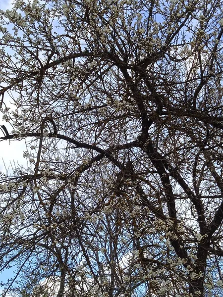 Baharın sonlarında Kuban 'da, nisan ayında çiçek açan bahçeler.