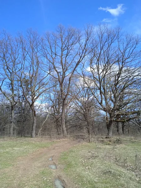 Baharın sonlarında Kuban 'da, nisan ayında çiçek açan bahçeler.