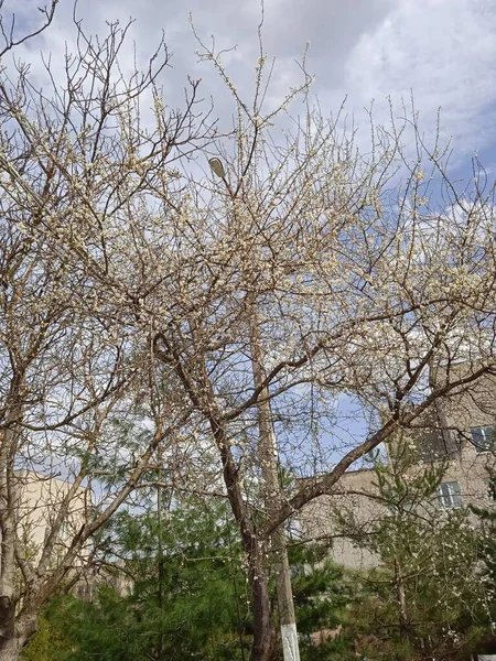 Nisan ayında Kuban 'da çiçek açan bahçeler.