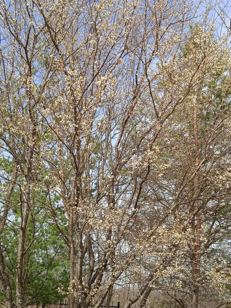 Kuban 'da baharın sonlarında, sadece nisan ayında çiçek açan bahçeler..