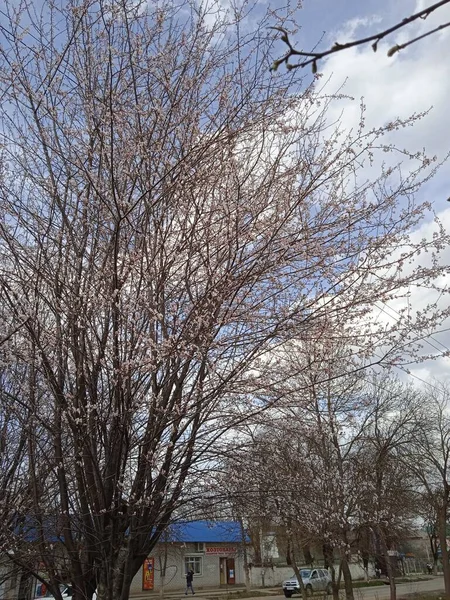 Nisan ayında Kuban 'da çiçek açan bahçeler.