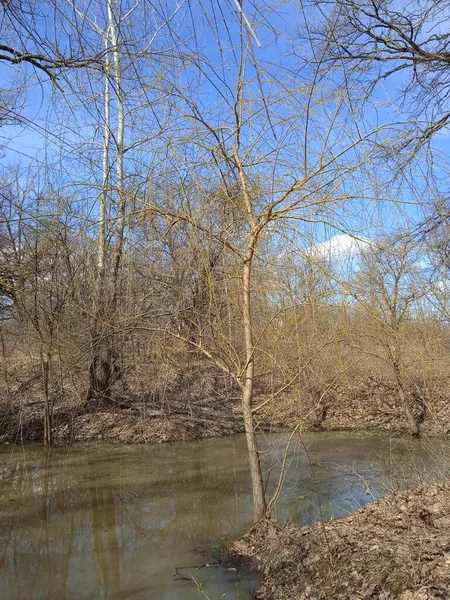 Baharın sonlarında Kuban 'da, nisan ayında çiçek açan bahçeler.