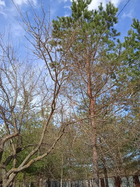 Baharın sonlarında Kuban 'da, nisan ayında çiçek açan bahçeler.