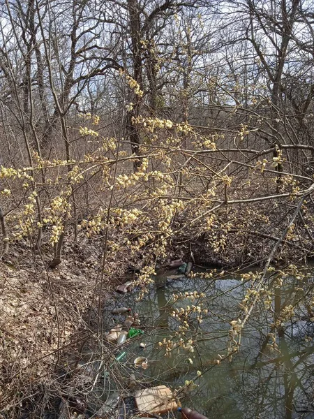 Baharın sonlarında Kuban 'da, nisan ayında çiçek açan bahçeler.