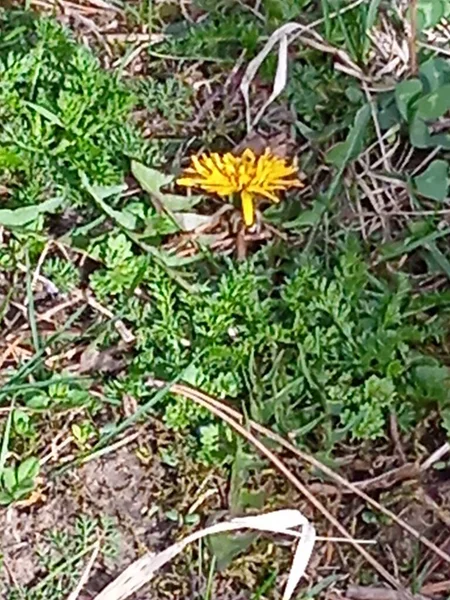 Baharın sonlarında Kuban 'da, nisan ayında çiçek açan bahçeler.