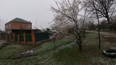 Kuban 'da bahar sonu, çiçek açan bahçeler..