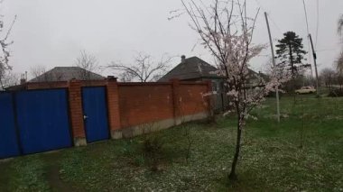 Kuban 'da bahar sonu, çiçek açan bahçeler..