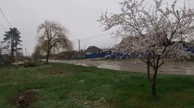 Kuban 'da bahar sonu, çiçek açan bahçeler..