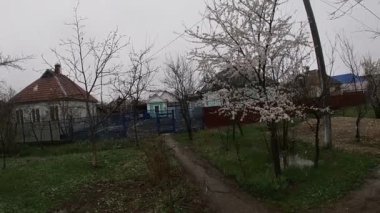 Kuban 'da bahar sonu, çiçek açan bahçeler..